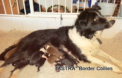 Black and white, Female, medium coated, border collie puppy